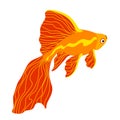 Red decorative aquarium golden fish, chinese crucian or carp, symbol of good luck & wealth